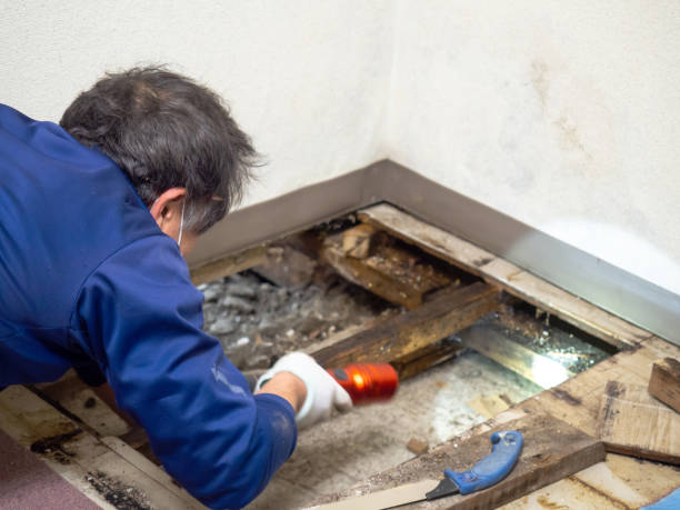 Best Commercial Mold Remediation in Sullivan, MO