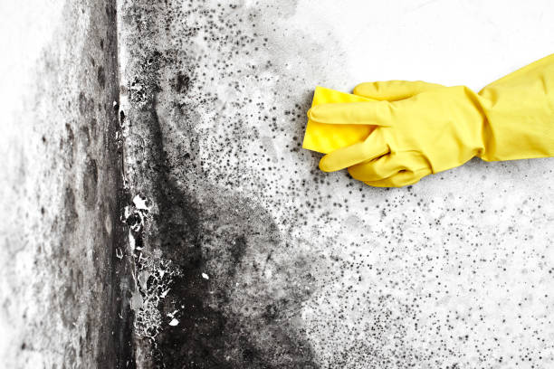 Best Commercial Mold Remediation in Sullivan, MO