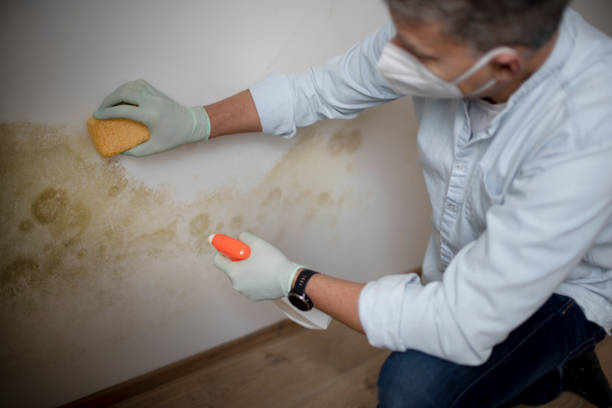 Best Crawl Space Mold Remediation in Sullivan, MO