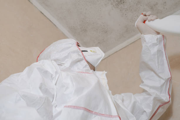 Best Post-Flood Mold Remediation in Sullivan, MO