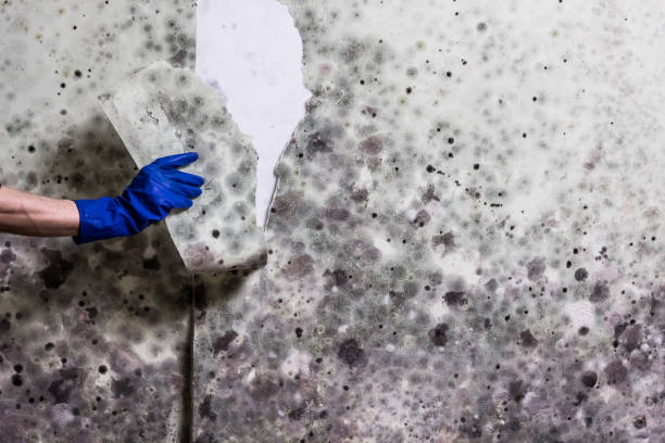 Best Health and Safety Mold Remediation in Sullivan, MO